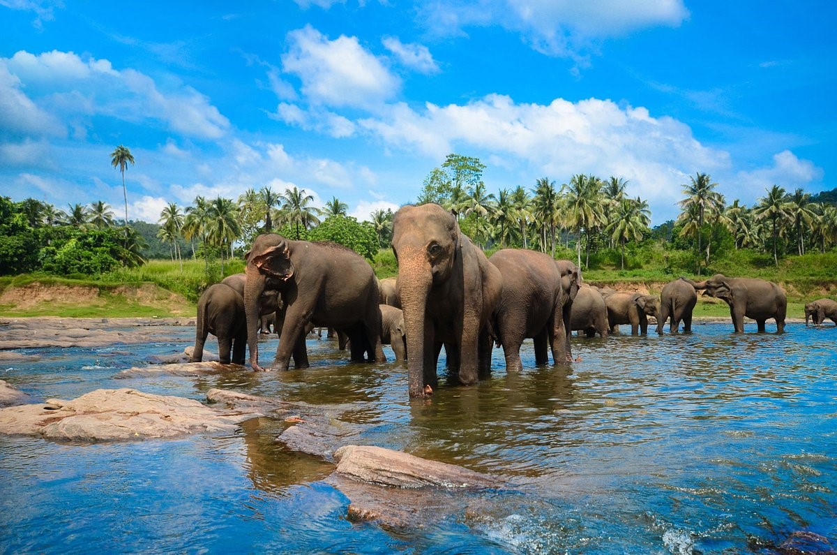 Pinnawala Elephant Orphanage is a must-see.
 
, The Surfer - The best surfing and yoga retreat in Sri Lanka and South Asia. 