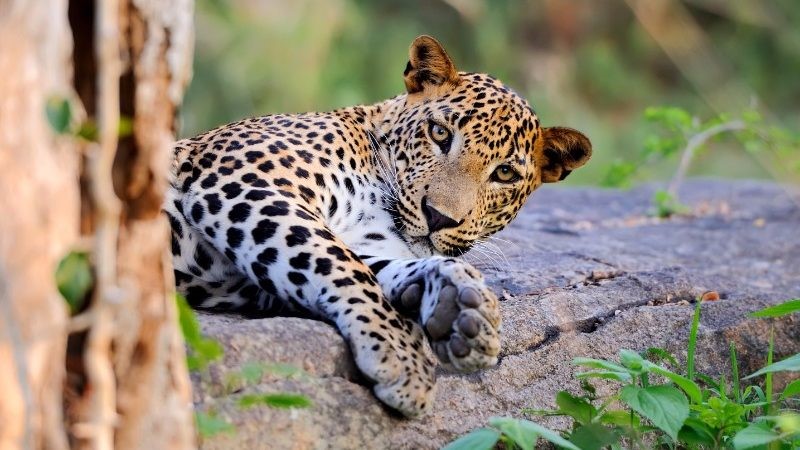 Obtain a Leopard Yala National Park is a national park in Sri Lanka, The Surfer - The best surfing and yoga retreat in Sri Lanka and South Asia. 