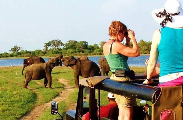 Embark on a Thrilling Safari