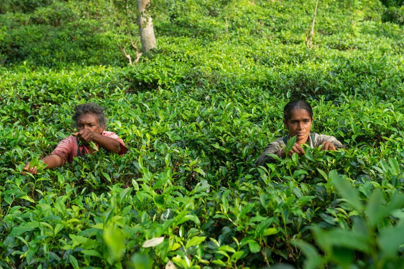 The Tea Estate a Luxurious Inland Villa with Pool in Galle, Sri Lanka