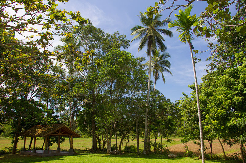 Paddy House a Luxurious Villa surrounded with Paddy in Galle, Sri Lanka