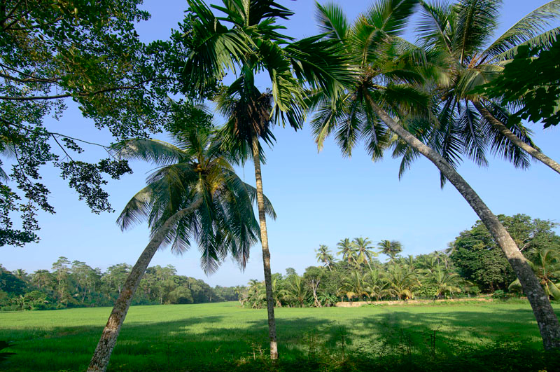 Lush Villa a Luxury Villa Surrounded by Paddy in Galle, Sri Lanka