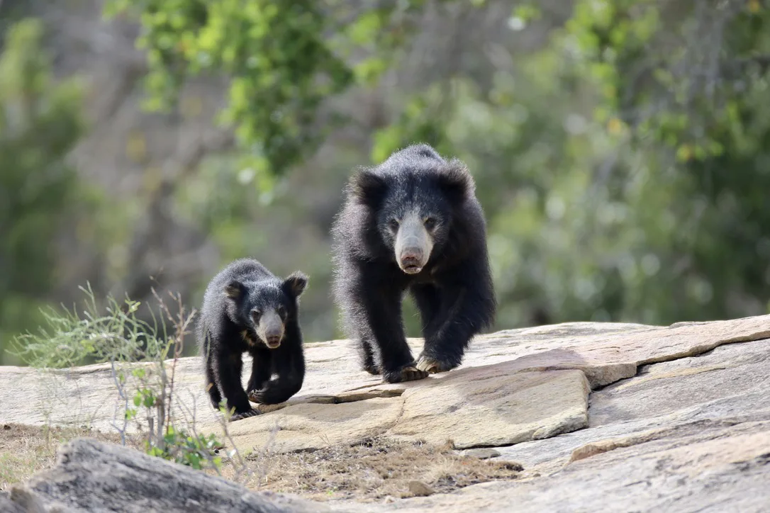 Yala National Park - What to Expect