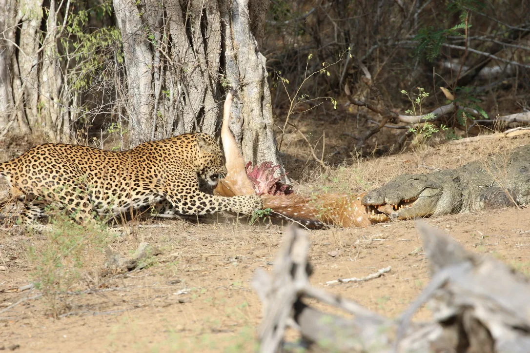 Yala National Park - What to Expect