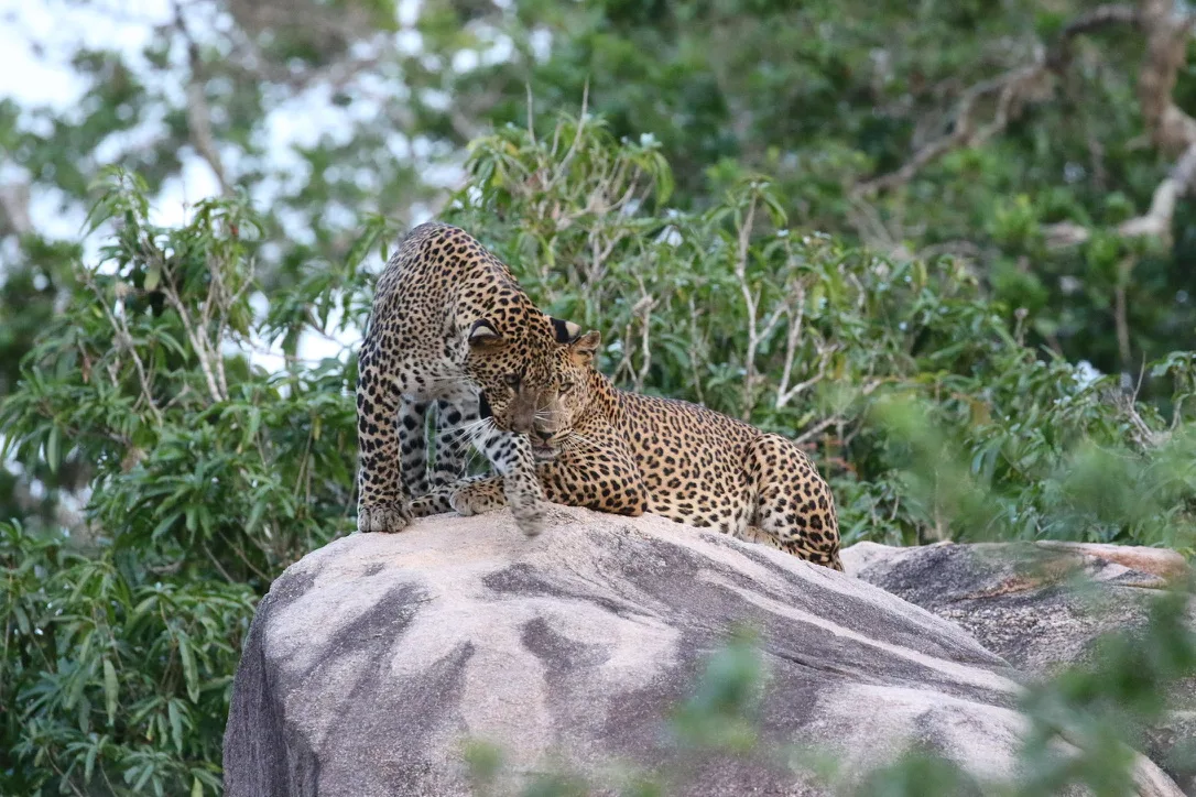 Yala National Park - What to Expect