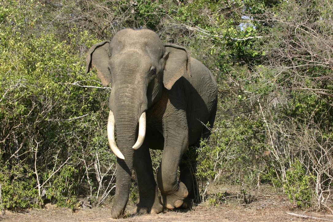 Yala National Park - What to Expect