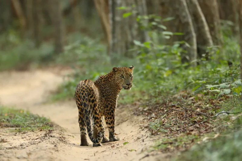 Leopard Safaris - Yala National Park Luxury Double Tent photo 13