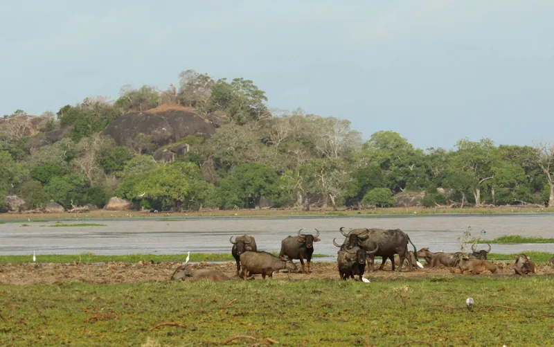 Leopard Safaris - Yala National Park Luxury Double Tent photo 15